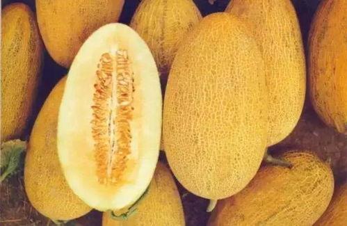 吃哈密瓜牙特别臭,揭秘吃哈密瓜后口腔异味之谜