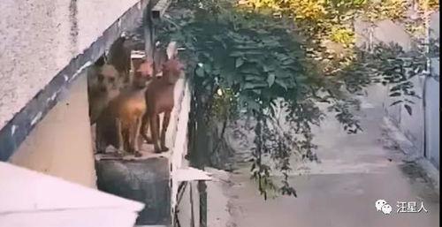 背着墙吃瓜,揭秘背着墙吃瓜的奇妙体验