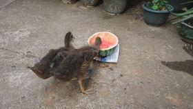 鸭子也吃瓜吗,揭秘鸭子也爱的夏日瓜果盛宴