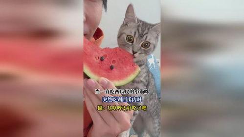 小猫可以吃小瓜,小瓜成猫咪新宠