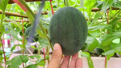 近期最火吃瓜,揭秘近期最火吃瓜事件背后的真相