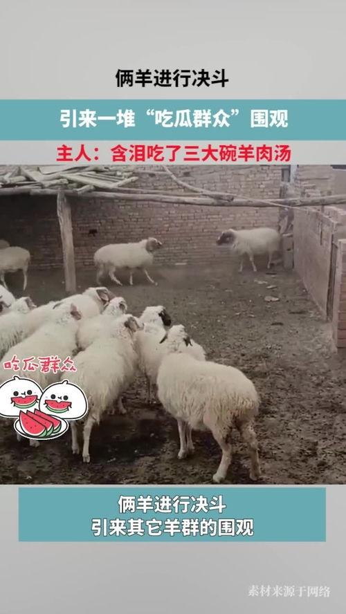 吃瓜羊行少年,探寻青春岁月的甜蜜与苦涩