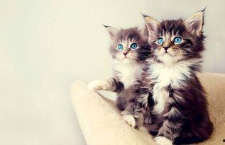 小猫吃麻瓜好吗,揭秘猫咪饮食之谜