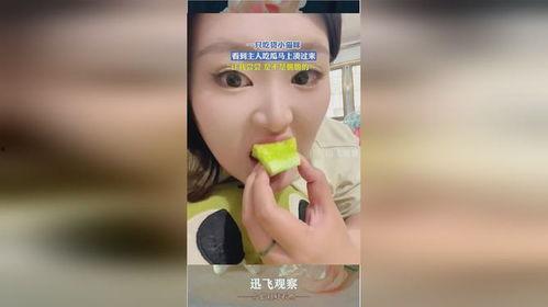 吃瓜小主人,吃瓜小主人的瓜田奇遇记