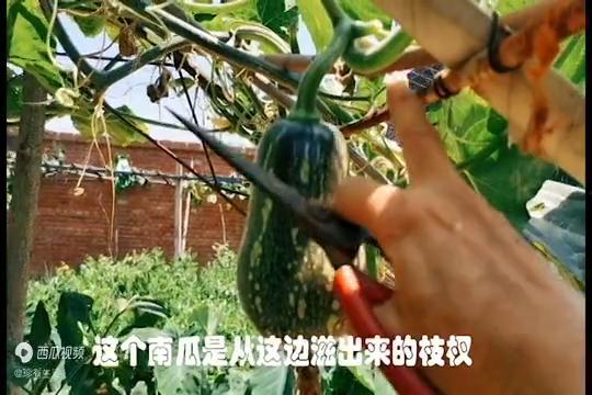 小南有瓜吃,共享丰收的喜悦