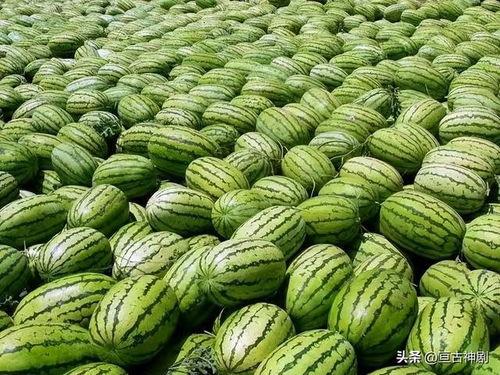 吃瓜是哪家酒店,探寻隐秘的奢华之地