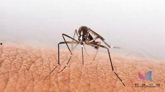 蚊子带你吃瓜,体验夏日清凉美食之旅