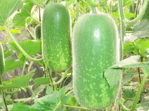 瓜哥带你吃大瓜黄桃的视频,瓜哥带你探索黄桃美味之旅