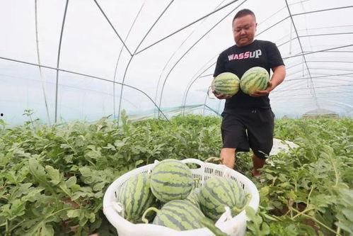 瓜田今日吃瓜,揭秘娱乐圈最新热点事件