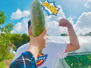 如何劝朋友吃瓜,巧妙沟通的艺术