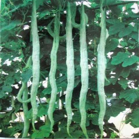 特长蛇瓜怎么吃,特长蛇瓜的多样吃法