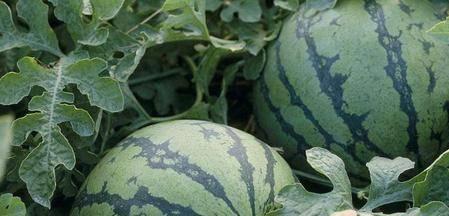 吃瓜和吃瓜有什么区别,揭秘网络热议背后的真相