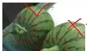 吃瓜小勺子图片,揭秘瓜界萌物背后的故事