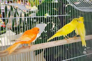 百兽 吃瓜,共赏瓜界盛宴