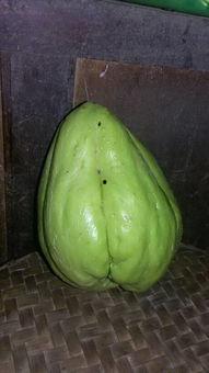 吃瓜楠楠后续什么瓜,揭秘娱乐圈新瓜风暴