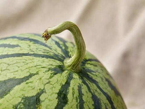 上海某校吃瓜事件,校园风波背后的真相与反思